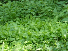 Rorippa amphibia