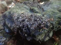 Peltigera hydrothyria