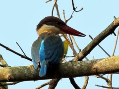 Pelargopsis capensis