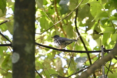 Turdus subalaris