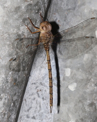 Gynacantha nourlangie