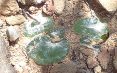 Bulbine mesembryanthemoides