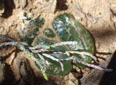 Bulbine mesembryanthemoides