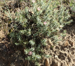 Macledium relhanioides