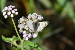 Heliopetes laviana