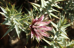 Macledium relhanioides