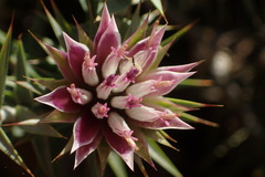 Macledium relhanioides