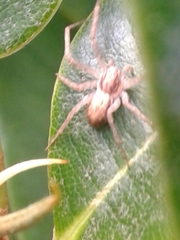 Philodromus dispar