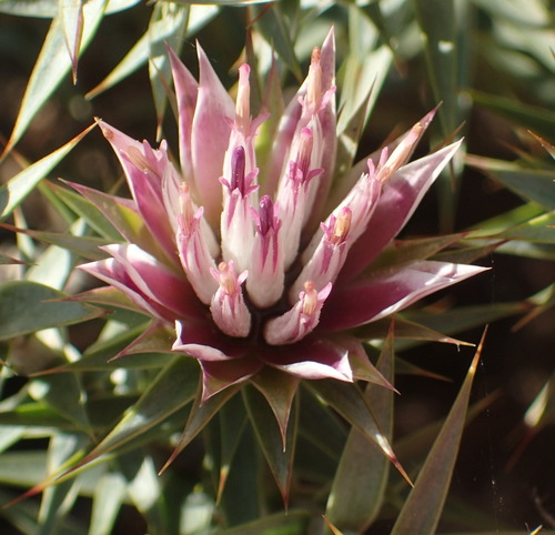 Image of Macledium relhanioides by (c) Nicola van Berkel, some rights reserved (CC BY-SA)