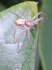 Philodromus dispar