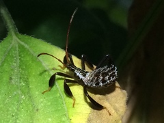 Acanthocephala femorata