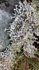 Stereocaulon vesuvianum