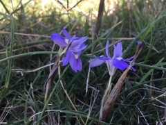 Moraea australis