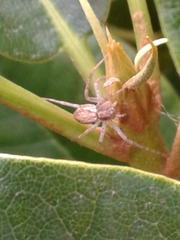 Philodromus dispar
