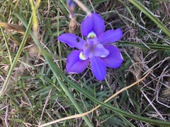 Moraea australis