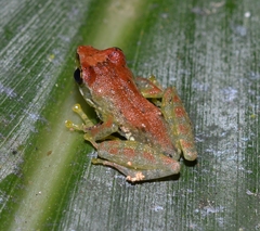 Guibemantis liber