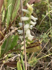 Spiranthes incurva