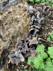 Auricularia