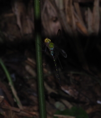 Gynacantha ryukyuensis
