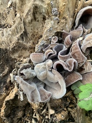 Auricularia
