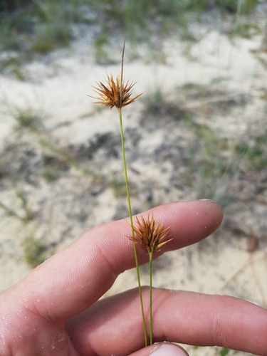 Image of Rhynchospora megaplumosa by (c) Scott Ward, some rights reserved (CC BY)