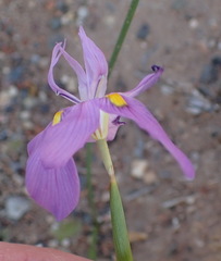 Moraea bipartita