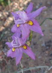Moraea bipartita
