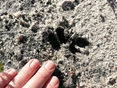 Oreotragus oreotragus