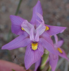 Moraea bipartita