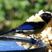 Black-headed Tanager - Photo (c) barloventomagico, some rights reserved (CC BY-NC-ND)