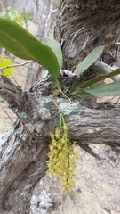 Notylia ecuadorensis