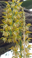 Notylia ecuadorensis