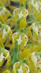 Notylia ecuadorensis