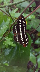 Catonephele mexicana