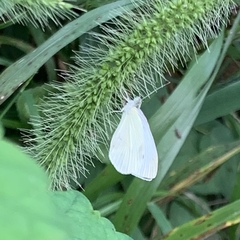 Pieris rapae
