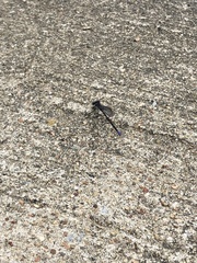 Argia immunda