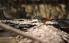 Pytilia phoenicoptera