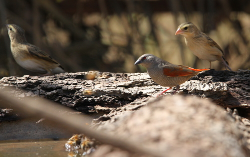 Red-winged Pytilia (Pytilia phoenicoptera), photo 4