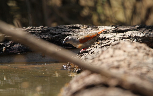 Red-winged Pytilia (Pytilia phoenicoptera), photo 10
