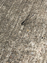 Argia immunda