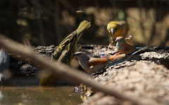 Pytilia phoenicoptera