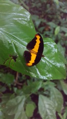 Catonephele mexicana