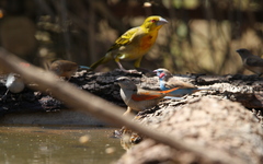 Pytilia phoenicoptera