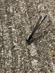 Argia immunda
