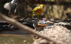 Pytilia phoenicoptera