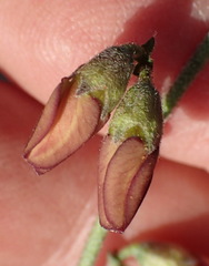 Hermannia pulverata
