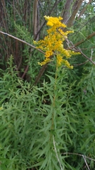 Solidago