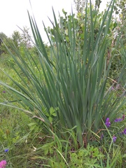 Iris lactea biglumis