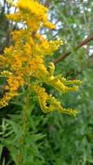 Solidago