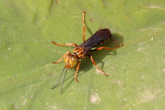 Liris aurulentus